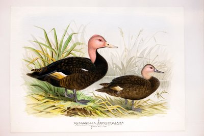 Pink-headed ducks by Henry Jones